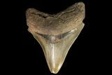Serrated, Fossil Megalodon Tooth - Georgia #78203-1